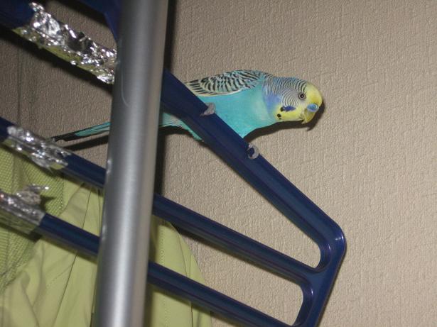 фотография Ангелины, попугай Гриша, детская газета