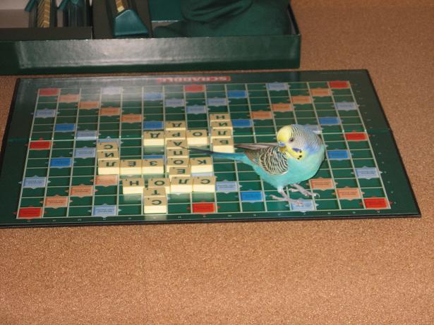 фотография Ангелины, попугай Гриша, детская газета