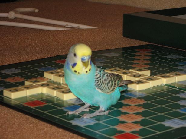 фотография Ангелины, попугай Гриша, детская газета