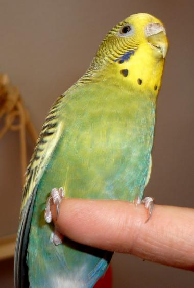 фотография Иры, попугай Кеша, детская газета