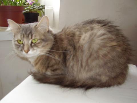 Кошка Мурка, фотография Даши Манько, детская газета