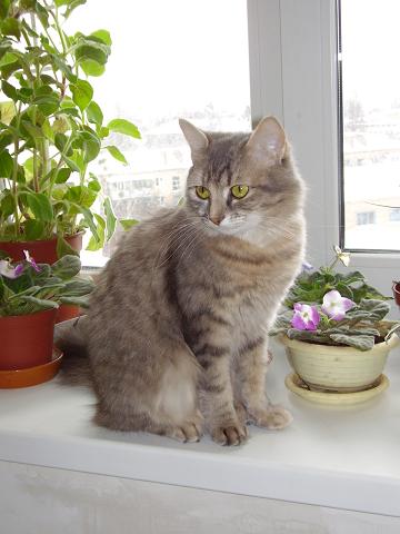 Кошка Мурка, фотография Даши Манько, детская газета