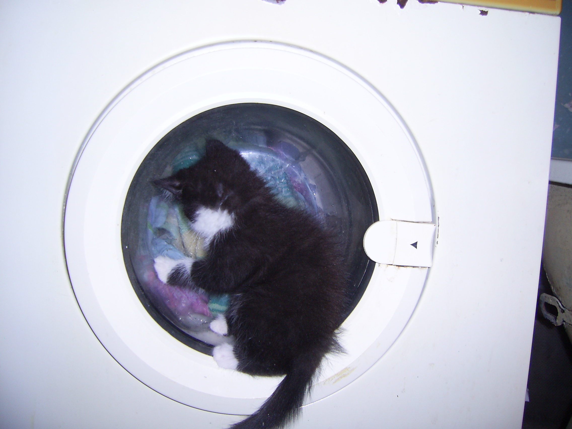 Пусик, фотография Ани Черных, детская газета