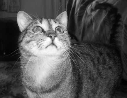 Светлана Царинных, котёнок, библиотека детской газеты