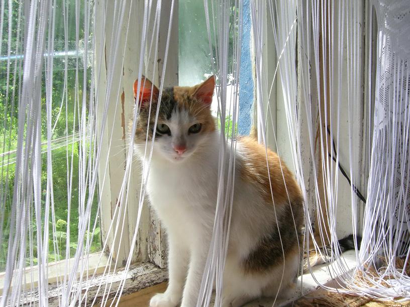 солнечный заяц, детская газета