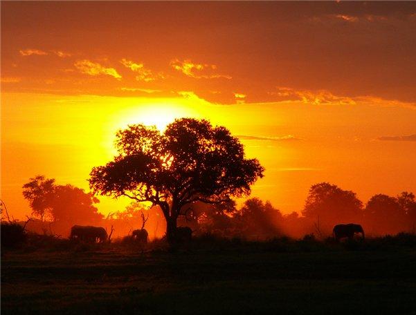 жизнь животных, детская газета