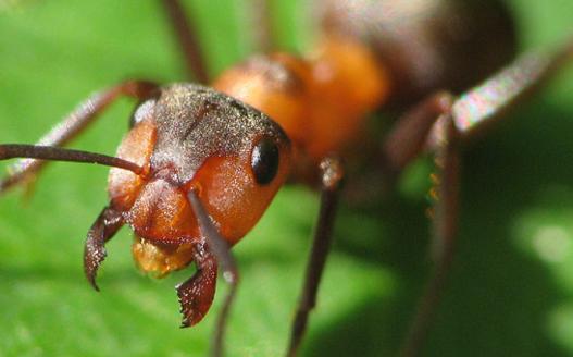 жизнь животных, детская газета