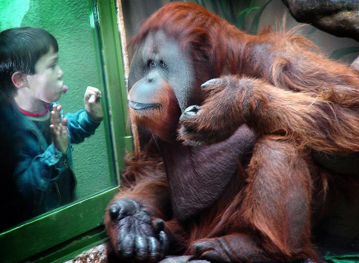 жизнь животных, детская газета